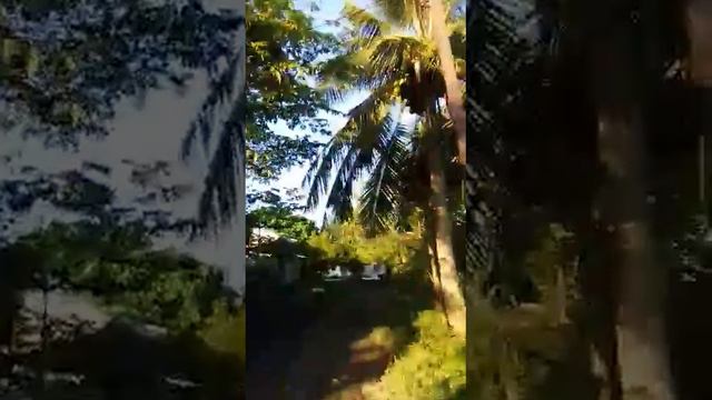 Участок с плодовыми деревьями Chalong смотреть онлайн