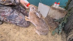 Кормление маленьких зайчат - Джасти например.