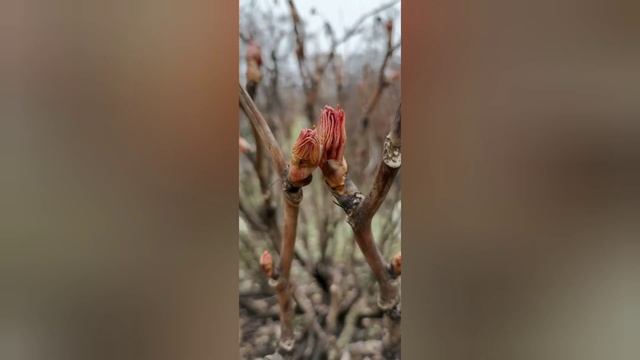 ПРАЗДНИК БОГИНИ ЖИВЫ. ВНЕШНИЕ ДЕДЫ - ДНИ ПОЧИТАНИЯ ПРЕДКОВ В МАЕ. смотреть онлайн