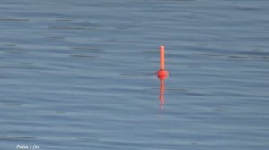 Сколько здесь рызной РЫБЫ! Рыбалка на ПОПЛАВОК!