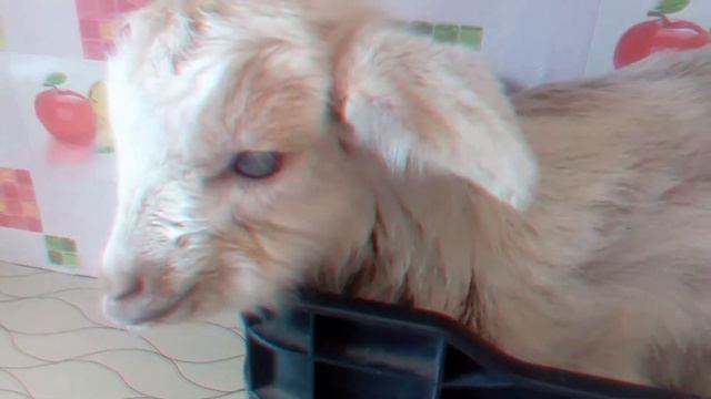 Шок слепой козленок