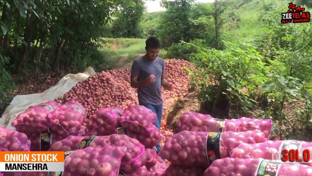 Bulk Onion In Mansehra - Zeetelas Season 1 With Zeogi