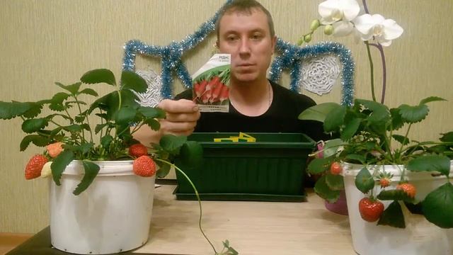 редис на балконе часть 2 смотреть онлайн