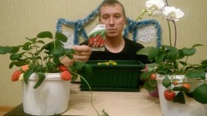 редис на балконе часть 2