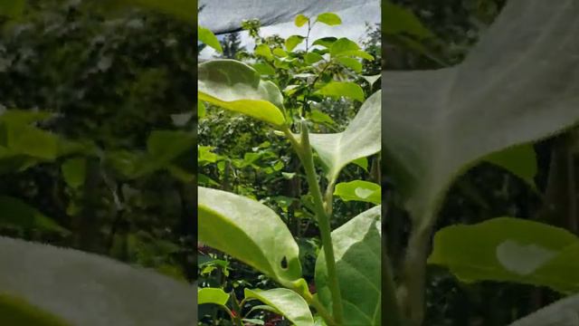 Magnolia 'Cameo' #3 7 23 2019 смотреть онлайн