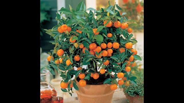 Гибридные мини деревья Апельсин, Киви, Лимон, Вишня смотреть онлайн