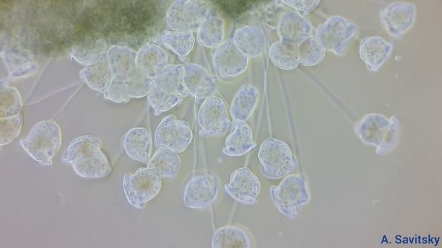 Колония инфузорий Сувоек. 250x; 500х / Colony of ciliates Vorticella 250x; 500х смотреть онлайн