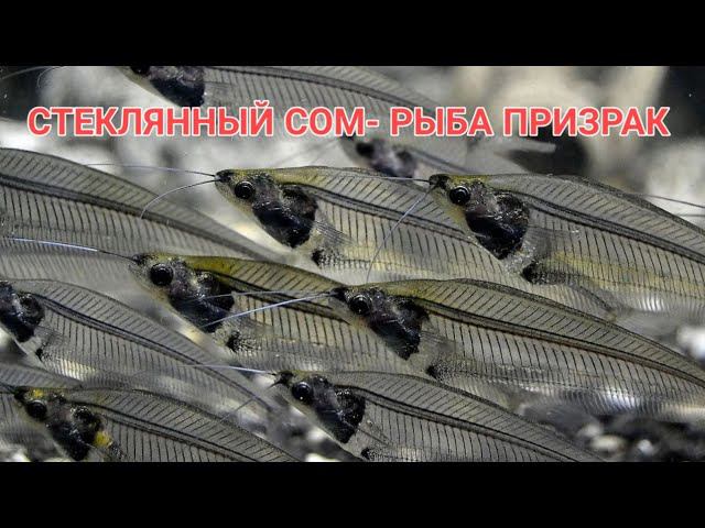 СТЕКЛЯННЫЙ СОМ.СОДЕРЖАНИЕ,УХОД,КОРМЛЕНИЕ,СОВМЕСТИМОСТЬ И РАЗМНОЖЕНИЕ смотреть онлайн
