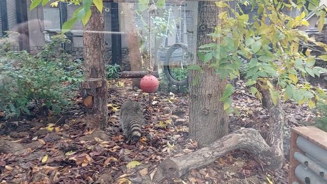 Путешествия и отдых. Московский зоопарк. Старая территория. Еноты. Октябрь. смотреть онлайн