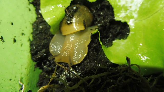 УЛИТКА МЕГАЛОБУЛИМУС ОБЛОНГУС#ПРОДАЮРАЗНЫЕВИДЫУЛИТОК( ПИТОМНИК 