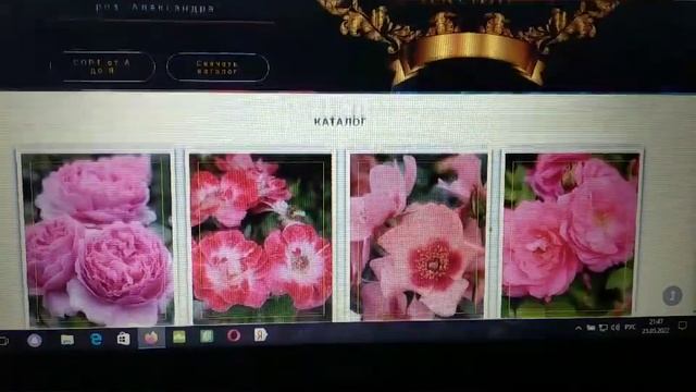 Где я заказал розы на осень 2022?/Питомник роз "Александра"? смотреть онлайн