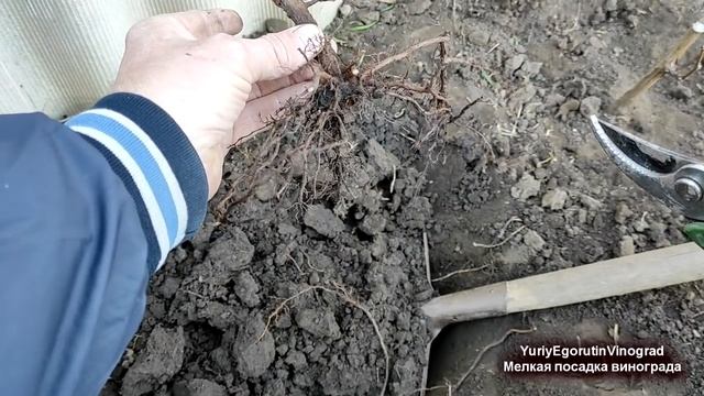 ? Стоп! Виноград от ЭТОГО вымерзает 100%! Ты тоже ТАК сажаешь? Что сталось с саженцами через год! смотреть онлайн