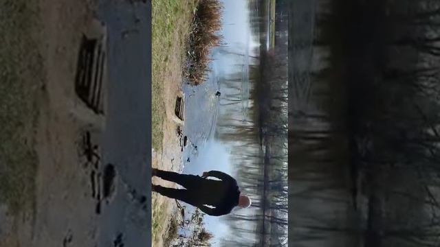 Русский охотничий спаниель Рем 6,5 мес. смотреть онлайн