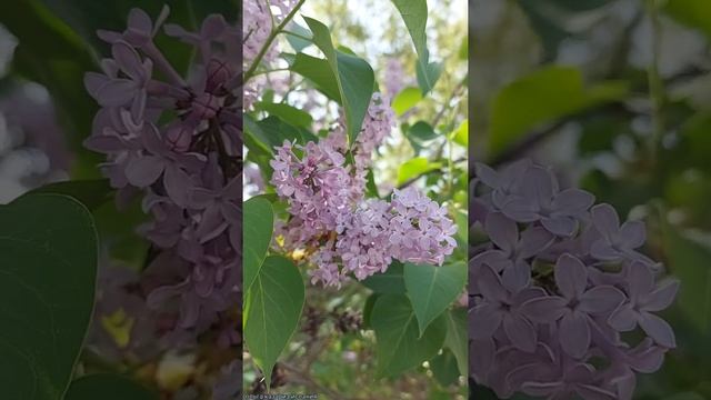 #shorts Увидеть в Испании сирень это большая редкость. В начале апреля сирень уже отцветает смотреть онлайн