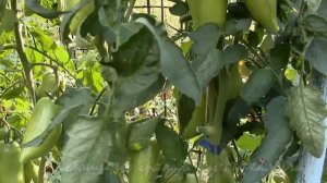 О сортах томатов ВОЗВРАЩАЯСЬ В ЛЕТО  Алый Мустанг,Английские Пальчики