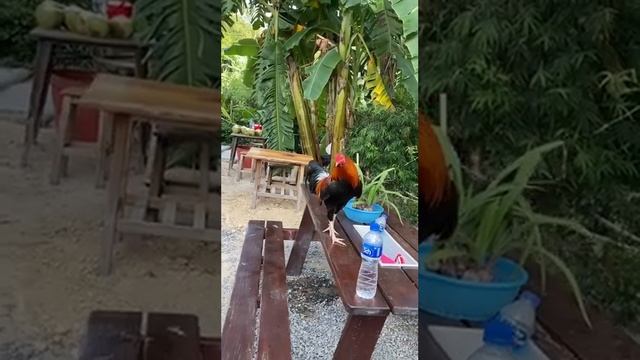 Петух кукарекает по команде