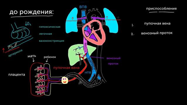 Кровообращение плода.