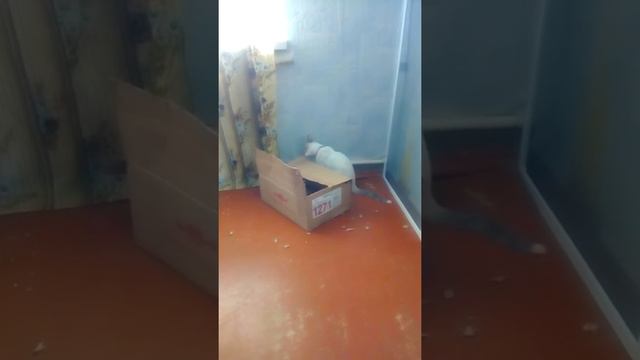 Грызунчик!!! смотреть онлайн