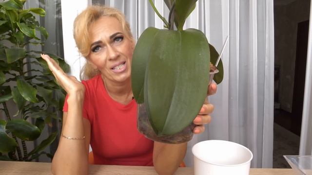 Интенсивность ЦВЕТЕНИЯ орхидей. Капелька того, миллилитр этого. смотреть онлайн