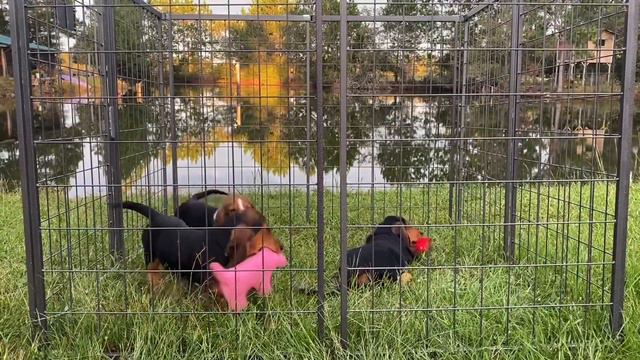 Basset Hound female puppies смотреть онлайн