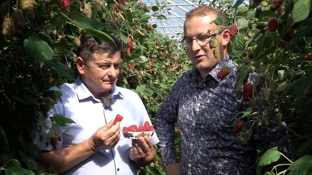 PIERWSZE POLSKIE MALINY - gospodarstwo Piotra Figury [najwyższa jakość owoców] смотреть онлайн