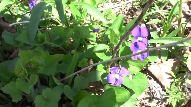 Wild Edibles In The Yard Springtime смотреть онлайн