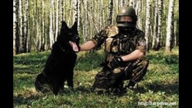 кинологи сургут смотреть онлайн