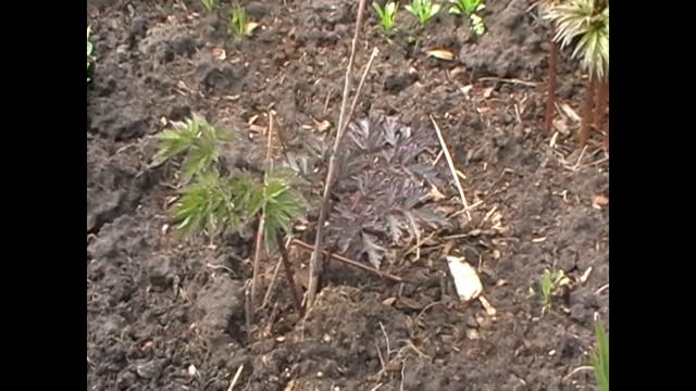 Мой сад в мае смотреть онлайн