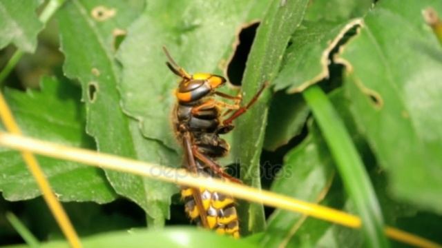 Котики в Смешных Ситуациях