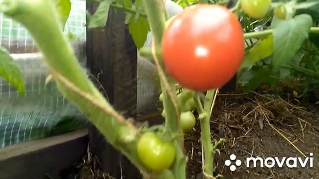 томат,,Чемпион Бурятии“ смотреть онлайн