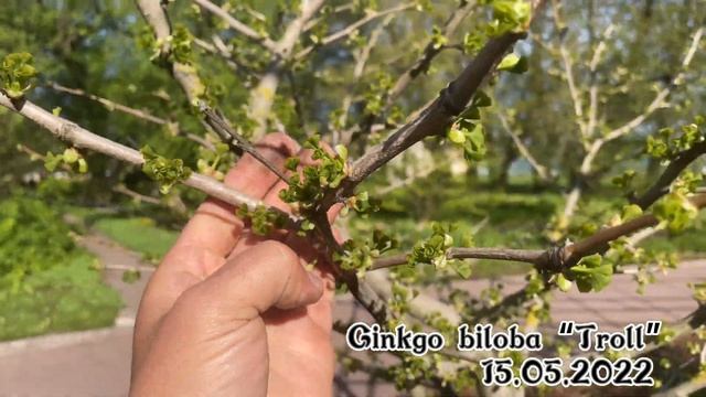 Гинкго в сортах. Экзотика Ленинградской области смотреть онлайн