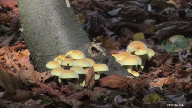 Gent (Gentbrugge): Herfstwandeling in het Rattendalepark door Catherine Boone смотреть онлайн
