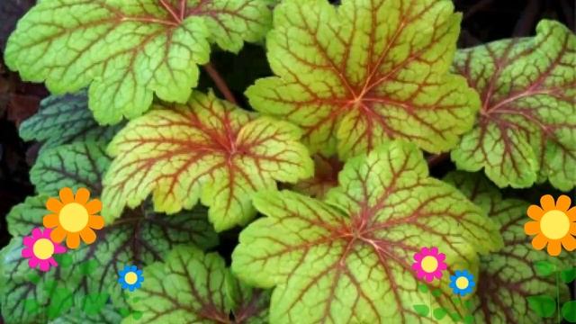 Гейхера гибридная Электра (Electra). Краткий обзор, описание характеристик, где купить саженцы смотреть онлайн