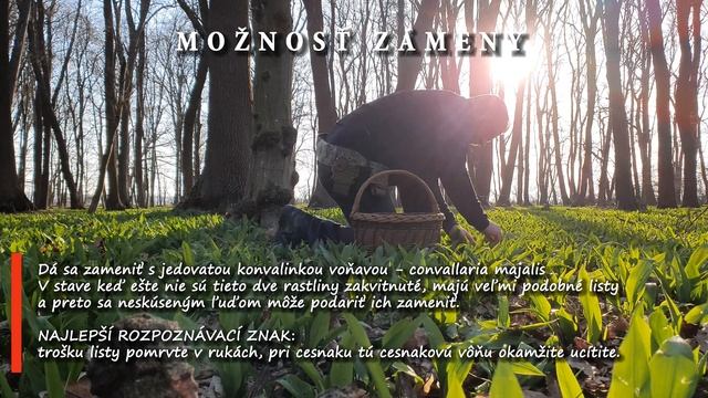 jedlé rastliny - medvedí cesnak/allium ursinum výskyt význam využitie zámena смотреть онлайн