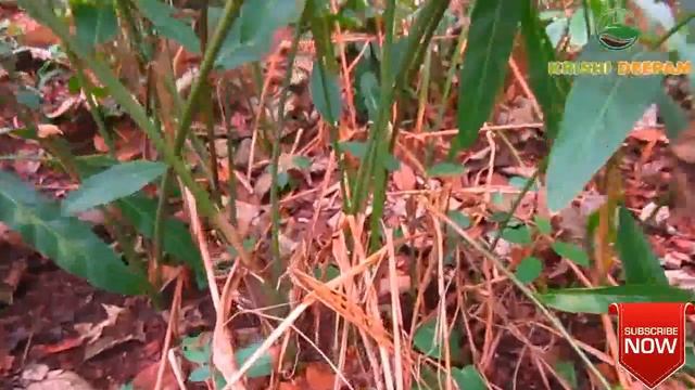 ഒരു ഏക്കര് കൃഷി ചെയ്താല് മൂന്നുലക്ഷം വരുമാനം- Kolinchi Alpinia Galangal Roots Farming.KRISHIDEEPA смотреть онлайн