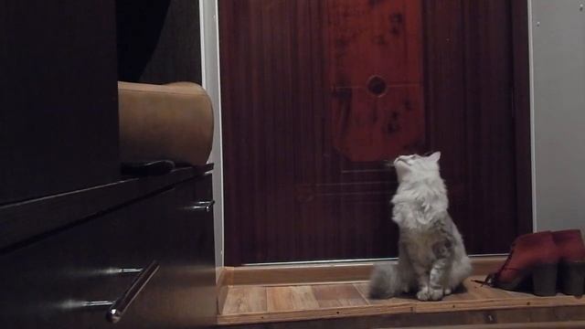 Кот-орун просится на улицу) смотреть онлайн