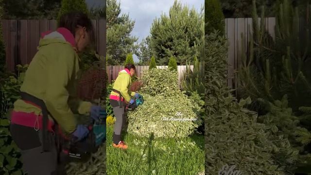 ‼️СТРИЖЕМ ДЕРЕН? Максимально коротко для лучшего уплотнения смотреть онлайн