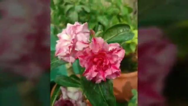 Best Flowers Adenium - Part XI Rosa do deserto смотреть онлайн