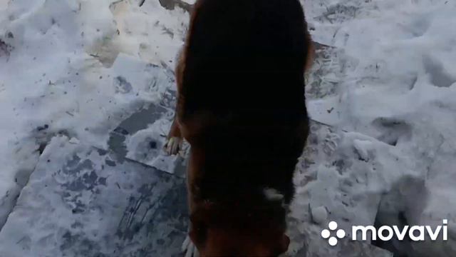 Нас заморозило, собаки #рек #рекомендации #топ #хочуврек #shortvideo #деревня #люблю #дом #собака смотреть онлайн