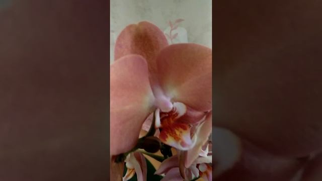 Эти прекрасные орхидеи - Брион нежная красавица #shorts #shorts смотреть онлайн