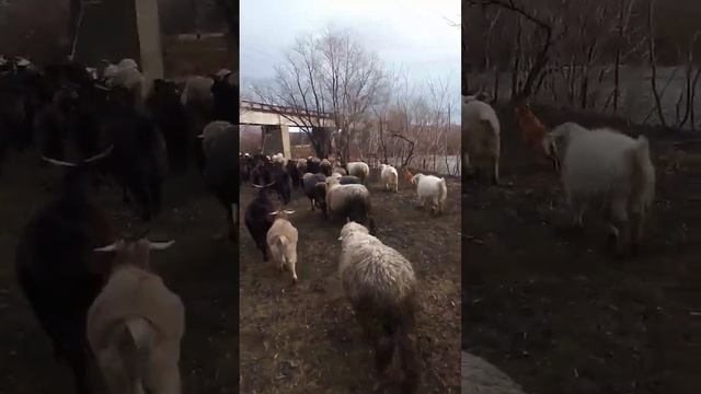 На выпас в ритме польки (Ievan polkka) смотреть онлайн
