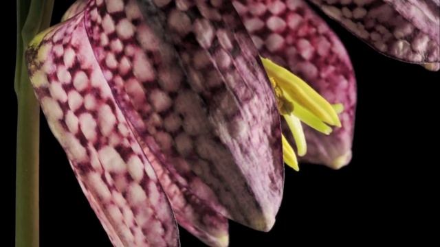 Fritillaria meleagris Snakes Head Fritillary flower timelpase смотреть онлайн
