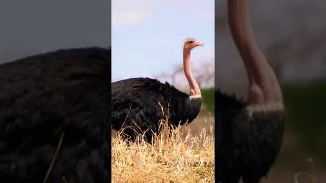 animals life 9 lion ostrich and zebra смотреть онлайн