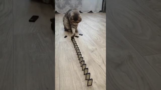 не пойму что это? смотреть онлайн