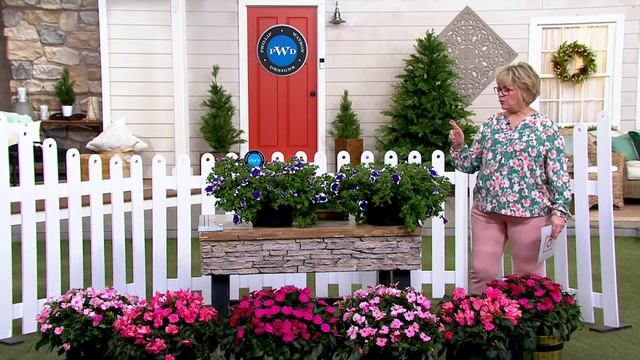 Phillip Watson Designs 5-Pc Glacier Sky Petunias Live Plants on QVC смотреть онлайн