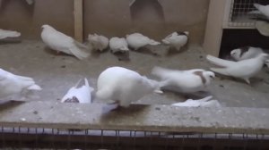 Ижевские высоколётные голуби Бакирова Раиля