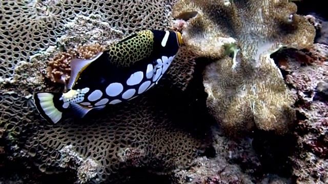 Top 5 Lionfish Tank Mates to Brighten up Any Aquarium смотреть онлайн