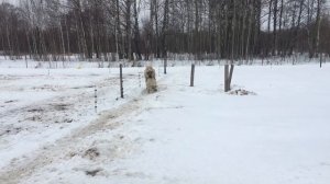 Электропастух ?зимой?⛄️ в деле.