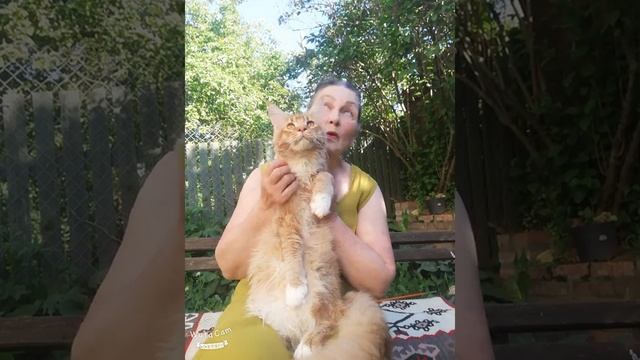 Кот мейн-кун красный тикированный, 9 месяцев смотреть онлайн