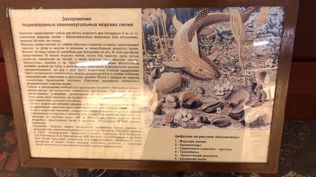 Окаменелые аммониты, моллюски и губки. Палеонтологический музей. ЧАСТЬ 1 смотреть онлайн